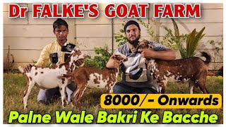 8000 Onwards Palne Wale Bakri Ke Bacche At DR FALKES GOAT FARM  Goat Farming In Padhga [upl. by Hauge469]