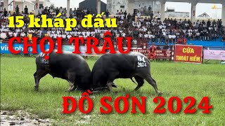 15 kháp đấu tại Lễ hội Chọi trâu Đồ Sơn 2024 [upl. by Nole]