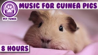 8 Hour Music Video for Guinea Pigs Natural Stress and Anxiety Relief for Guinea Pigs [upl. by Tips]