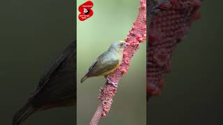 Olivebacked euphonia nice bird viralvideo funnyvideos [upl. by Stepha]