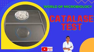 Catalase Test  Tamil  Identification of Bacteria by Biochemical Test  Slide and Tube Test [upl. by Ott]