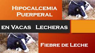 HIPOCALCEMIA O FIEBRE DE LECHE [upl. by Pantia]