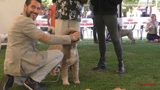 LAGOTTO ROMAGNOLO champion class males [upl. by Herwin]