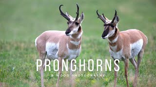 Pronghorn Antilocapra americana 5 Fun Facts 🦌 [upl. by Anikahs369]