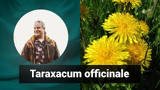 Разбор препарата ТАРАКСУМ ОФИЦИНАЛЕ TARAXACUM OFFICINALE  Гомеопатия и здоровье [upl. by Forrester985]