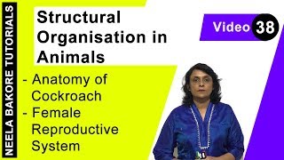 Structural Organisation in Animals  NEET  Anatomy of Cockroach  Female Reproductive System [upl. by Otreblon]