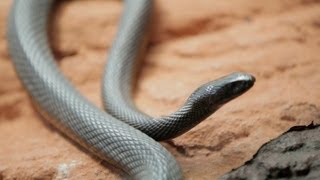 Why Do Venomous Animals Live In Warm Climates [upl. by Garling]