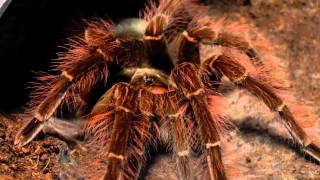 Tarantula feeding video 2 [upl. by Winer]