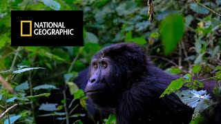 The Mountain Gorilla National Geographic Documentary Nat Geo Wild Uganda silverback jungle [upl. by Dollie]