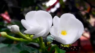 Tabernaemontana divaricata Nature Videography of Sri Lanka [upl. by Legim]