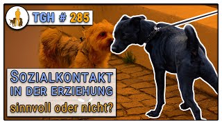 Kein Sozialkontakt für Welpen  wie sinnvoll ist das in der Erziehung TGH 285 [upl. by Alul731]