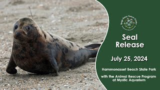 Seal Release at Hammonasset Beach State Park [upl. by Gross]