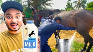 HORSE KA MILK AJEEB Q 🤧 PETS HOUSE amp MINI ZOO DAILY VLOG [upl. by Ysnat]