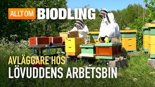 Avläggare hos Lövuddens Arbetsbin  Biodling [upl. by Ztnahc]