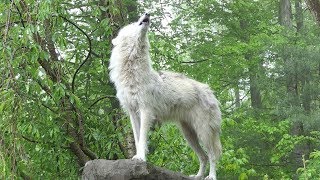 What 30 Wolves Howling Sounds Like [upl. by Nomrej]