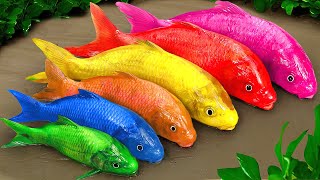 Cartoon crocodile pink snake and colorful eel  Colorful baby fish  Stop Motion Funny Animation [upl. by Ahsele]