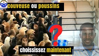 Couveuse ou Achat de Poussins  Quel est le Plus Rentable quot [upl. by Allesig]