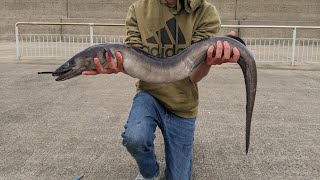 PIER FISHING FOR CONGER EELS  Day Time Conger Fishing [upl. by Elocen]