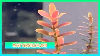 ROTALA INDICIA  AQUARIUM PLANT CARE GUIDE [upl. by Annovahs949]