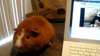 Guinea Pig Reaction to Baby Panda Sneezing [upl. by Yelloh]