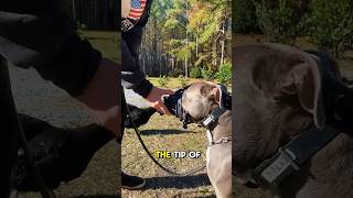 How to Start Muzzle Training Your Dog [upl. by Shoshanna]