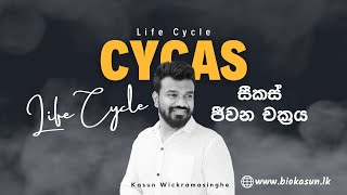 Cycas sp Life Cycle  Unit 4  Biology  Kasun Wickramasinghe [upl. by Lasko593]