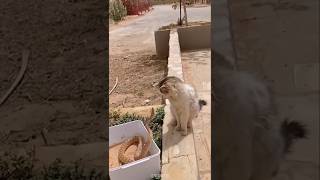 Cats Swift Reactions shorts petscomedy funny youtubeshorts viralshorts subscribe xbox [upl. by Gun]