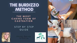 Goat Castration with the Burdizzo Method A Comprehensive Guide by Melissa [upl. by Noeled40]