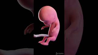 Development of a human fetus in 3d anatomy meded pregnancy [upl. by Nalid]