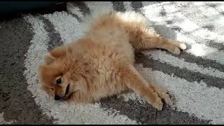 Синкопе обморок у собаки  Syncope Fainting in Dog [upl. by Gnahc329]