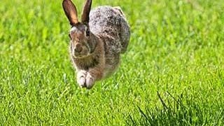 Bunny Rabbits Running In Circles Compilation 2014 NEW [upl. by Andris]