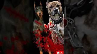 PITBULL VS DOBERMAN ☠️💥 FIGHT WHO IS POWERFULL viral doberman pitbulll shorts tiktok top feed [upl. by Lleraj236]