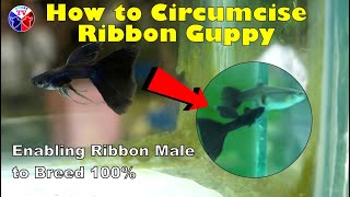 Ribbon Guppy Fish Circumcision [upl. by Doowle110]