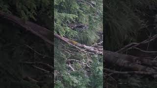 What animal is breaking the tree limbs scary wildlife screamingtrees [upl. by Eelrahc200]