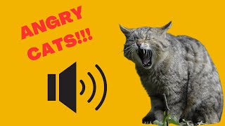 Angry Cats with Sound Effects  Angry and Grumpy Cat Sounds and Noises Hissing Fighting Cats [upl. by Eusassilem528]