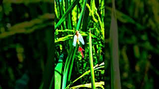 Insect  4  planthopper [upl. by Brozak]