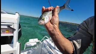 Fishing  Western Australia  Herring  Straw Technique No Bait  09012024 [upl. by Malvin]