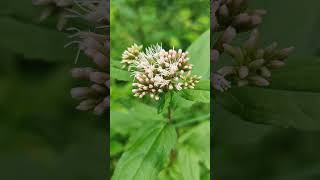 Sadziec konopiasty sadziec konopnica  Eupatorium cannabinum  hempagrimony holy rope [upl. by Delphina]