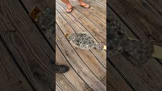 new video up on springmaid pier MyrtleBeach southcarolina fish flounder myrtlebeach [upl. by Nivrad]