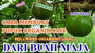 PUPUK ORGANIK CAIR  MOL BUAH MAJA [upl. by Gniw]