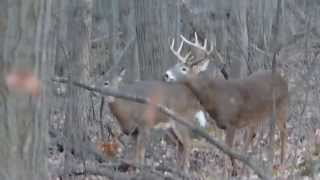 cerf de virginie période du rut part 3 longueuil [upl. by Zipnick738]