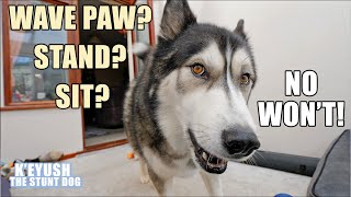 My Husky Argues About EVERYTHING He Talks Back [upl. by Carie182]