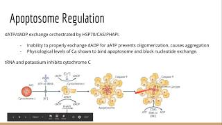 Apoptosis Lecture [upl. by Docilla302]