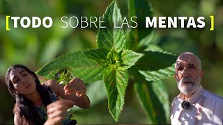 Las MENTAS 🌿 CULTIVO USOS PROPIEDADES y BENEFICIOS [upl. by Oriane]