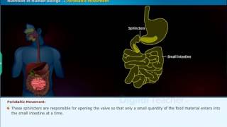 Peristaltic Movement in human beings [upl. by Nagar833]