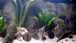 Wild Heckel Symphysodon Discus amp Pterophyllum Altum [upl. by Atteyek]