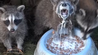 Man Feeds Raccoons Living Under His Deck [upl. by Ecinue794]