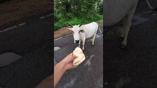 Choti Si help choti Si madad cow help madad gaumata gauseva shorts ytshorts [upl. by Vullo]