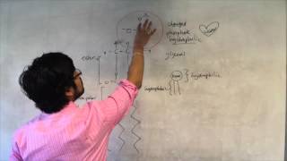 Membrane structure [upl. by Desma]