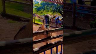 ALPINE GOATS 🐐 amp GOATLINGS goats pets [upl. by Aufa]